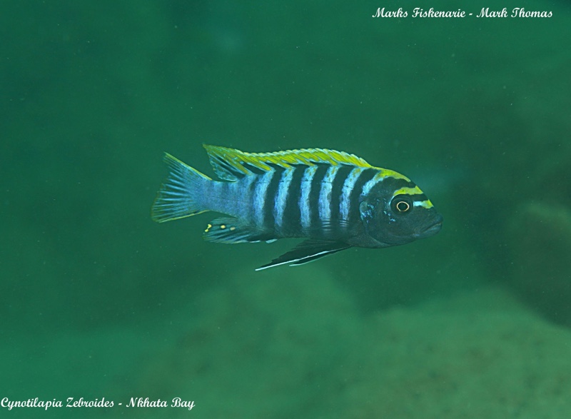 Cynotilapia zebroides 'Nkhata Bay'